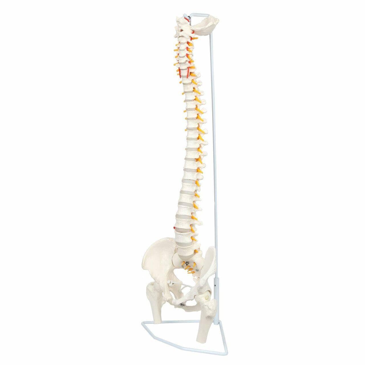 Wellden Medical Anatomical Classic Spine Model with Femur Heads, Flexible, Life Size, 80cm/31.5