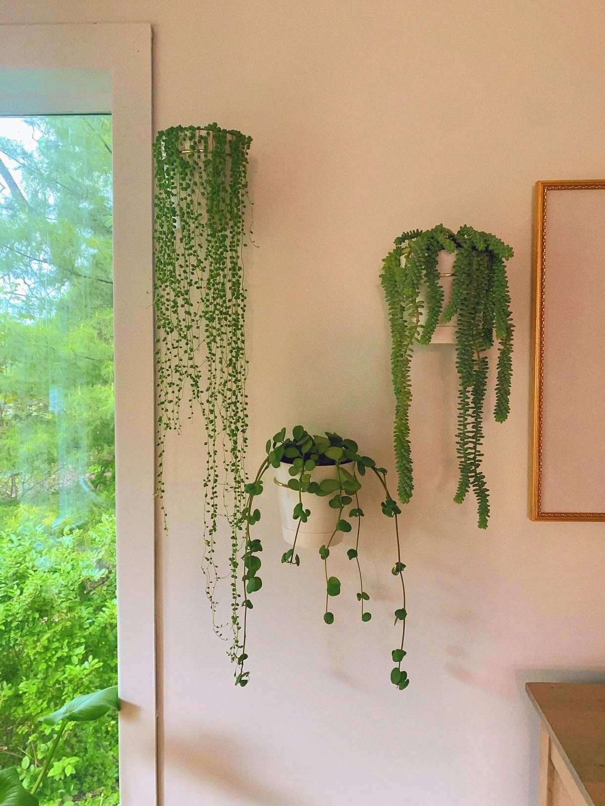 Bouqlife Wall Planters for Indoor Plants 3 Pack 6 Inch Flower Pot Holders Metal Ring with Self Watering Pots Wall Hanging Planters Gold-White