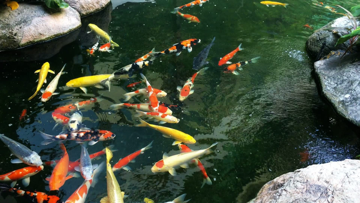 AlpineReach Koi Pond Netting Kit 15ft x 20ft (4.5m x 6m) Black Heavy Duty Woven Fine Mesh Net Cover for Leaves - Protects Koi Fish from Blue Heron Birds, Cats & Predators – Reusable & Stakes Included