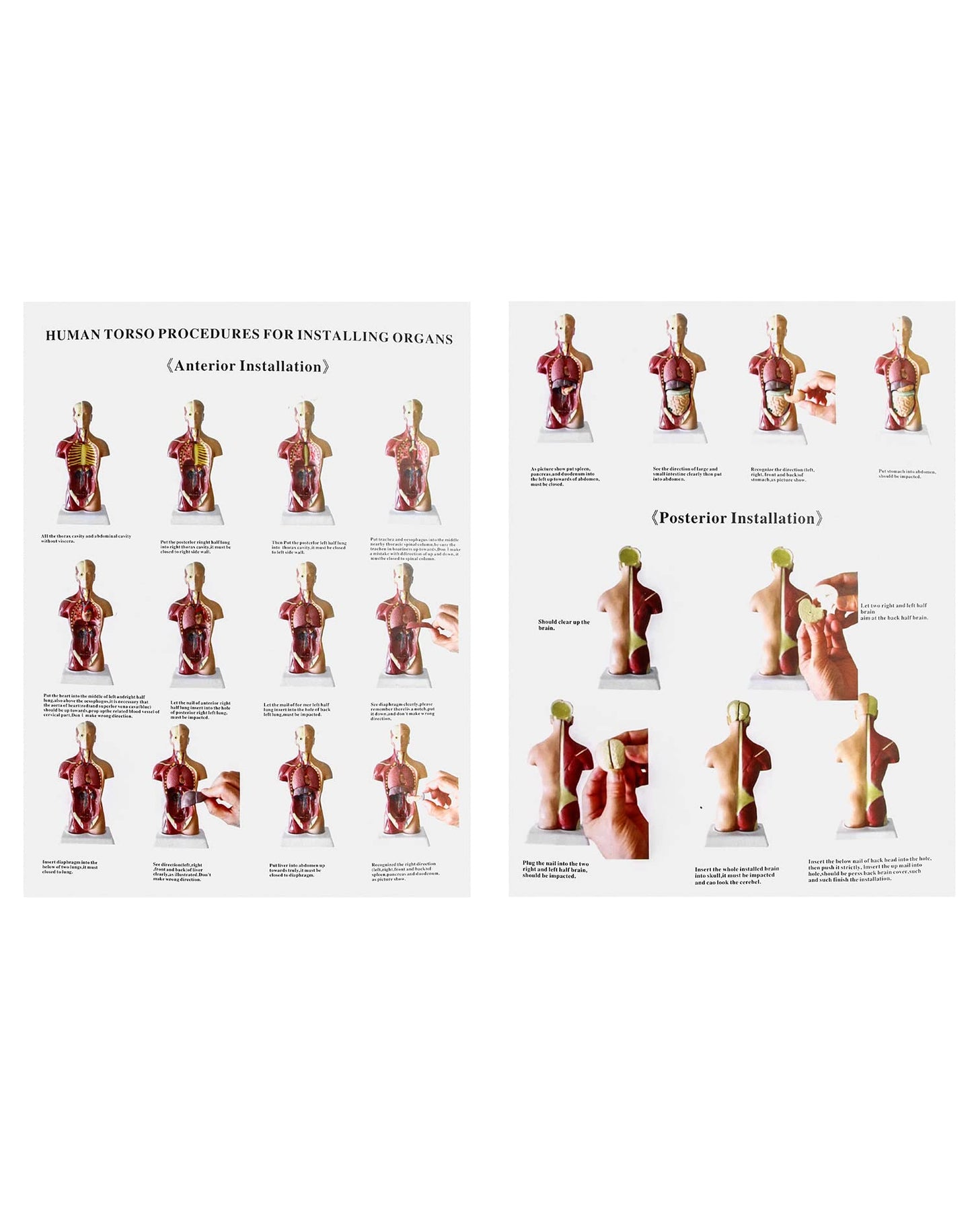 QWORK® 15-Part Painted Human Body Model, Human Torso Organ Anatomical Model for Medical Learning Researching Display, 11 Inch / 28 cm