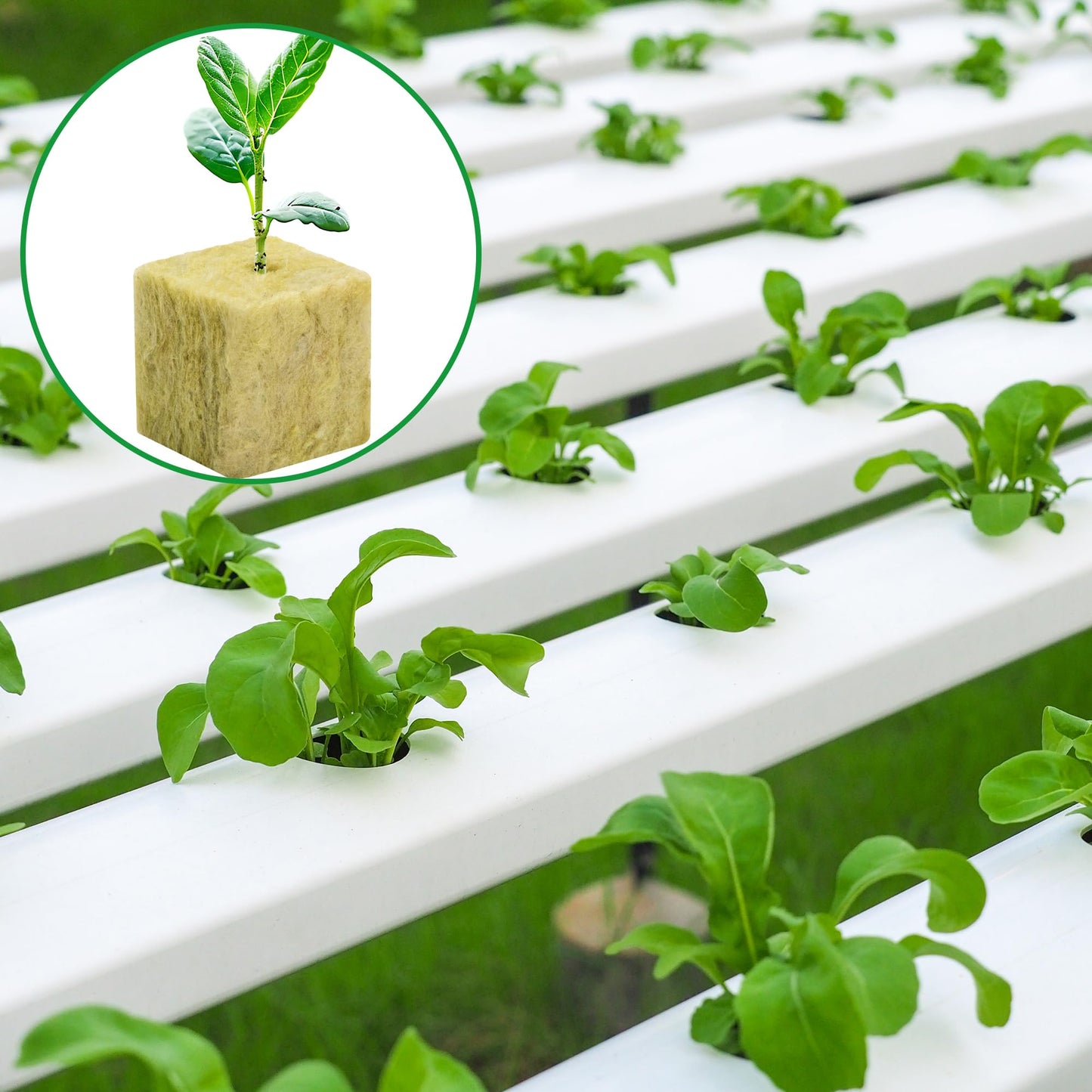 126Pcs Rockwool Grow Cubes - 1.5 Inch Stonewool Starter Plugs for Rapid Plant Growth - Starter Cubes Plugs with Holes for Hydroponic, Seeds Germination and Soilless Growing