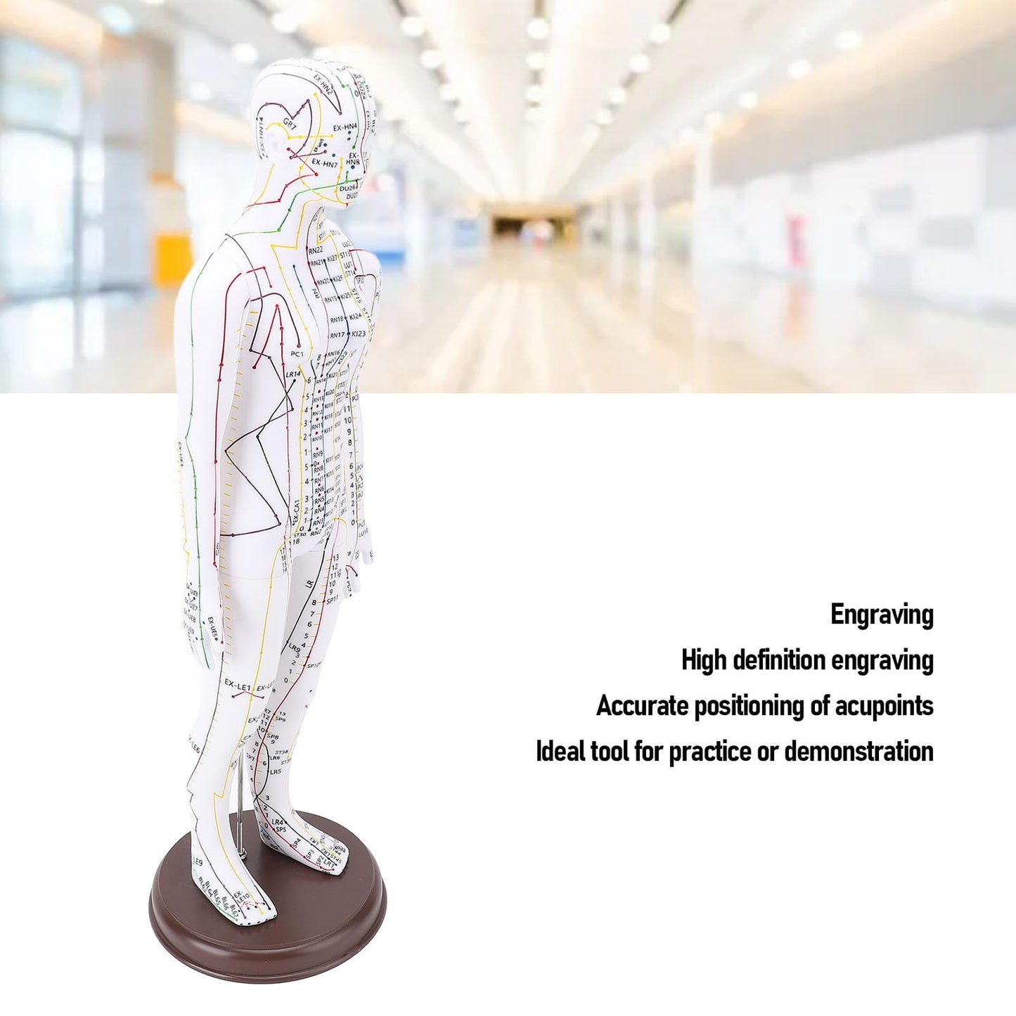 52cm Human Body Acupuncture Model, Male/Female Chinese Teaching Acupoint Mannequin Pressure Point Acupuncture Model with Base, for Student Teaching Demonstration (Female)
