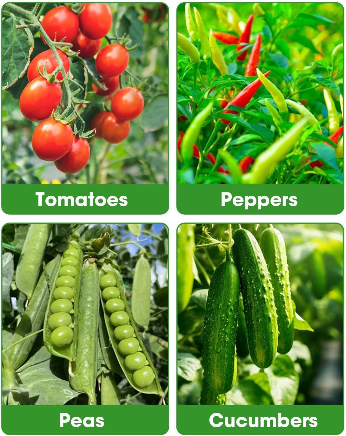 MYMULIKE 6 Pack 63 Inch Tomato Cage for Garden, Tomato Trellis for Raised Garden Bed/Pots,Tomato Plant Supports Stakes, Plant Trellis for Vegetables & Climbing Plants Outdoor (Pot Not Included)
