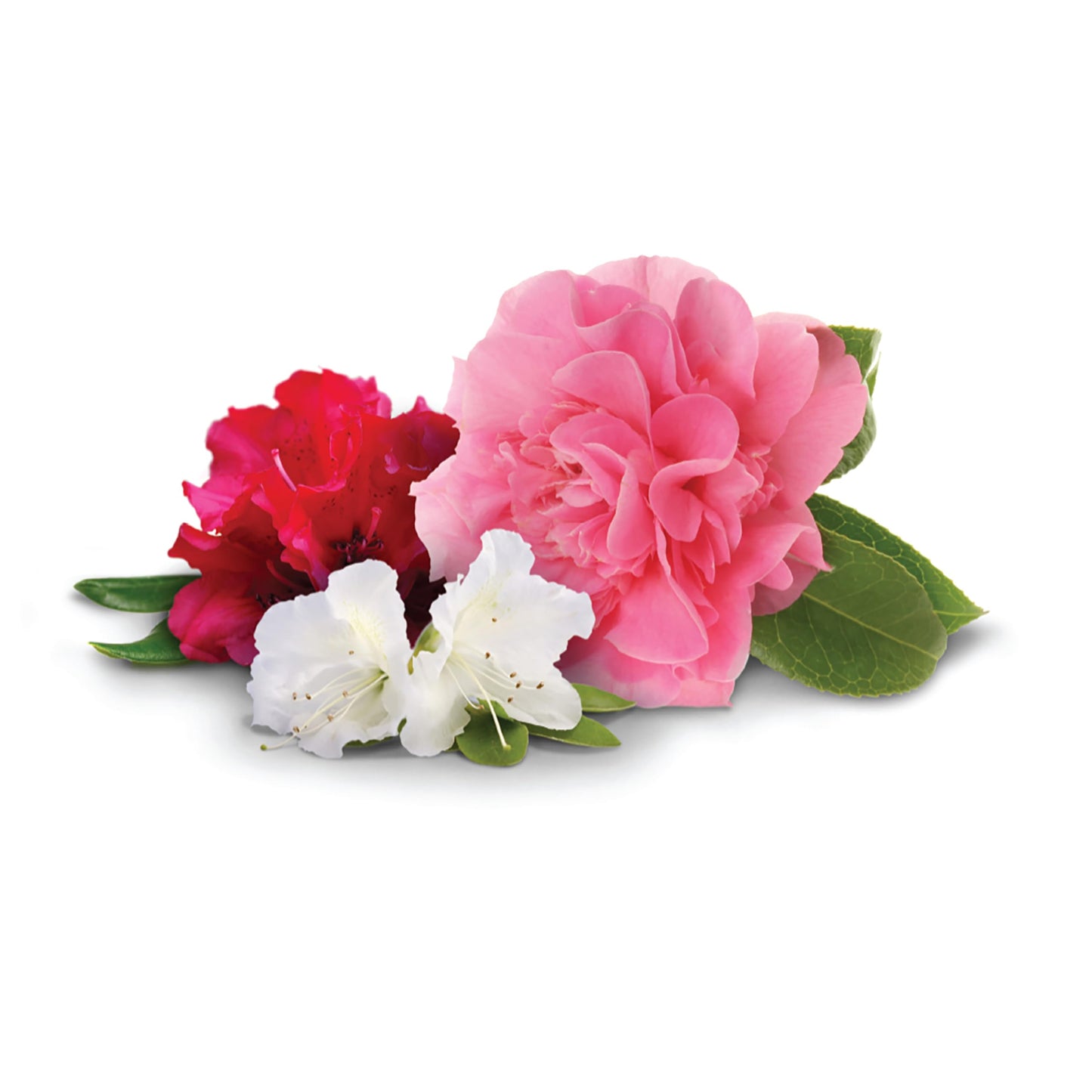 Jobe's Plant Food Fertilizer Spikes, Azaleas, Camellias & Rhododendrons, 10 Spikes