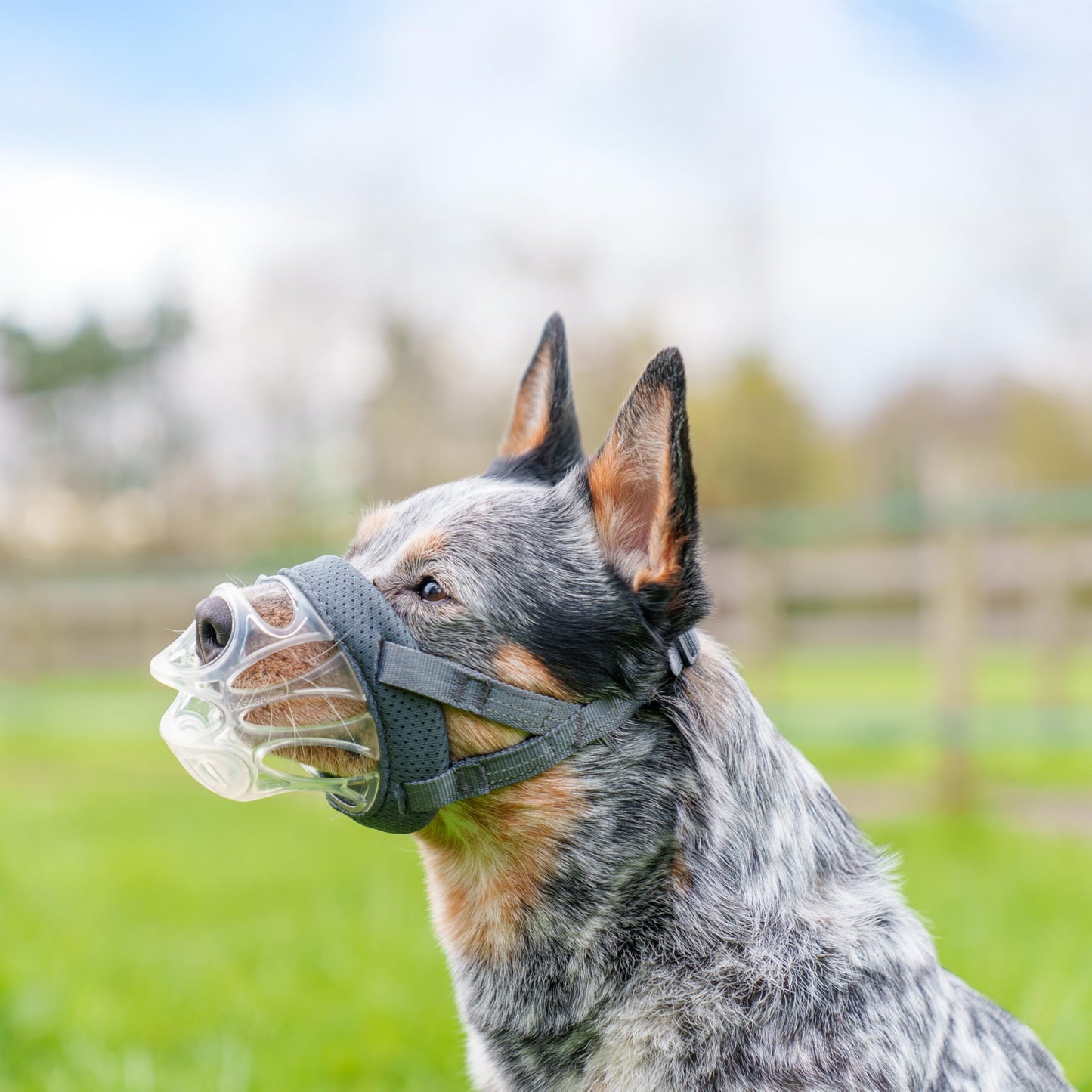 Baskerville INVISA Basket Dog Muzzle - Patented Humane Design with Facial Visibility, Padded Nose Band, Dog can Pant and Drink, Prevents Biting and Scavenging. Muzzle for Medium-Sized Dogs (Size 4)