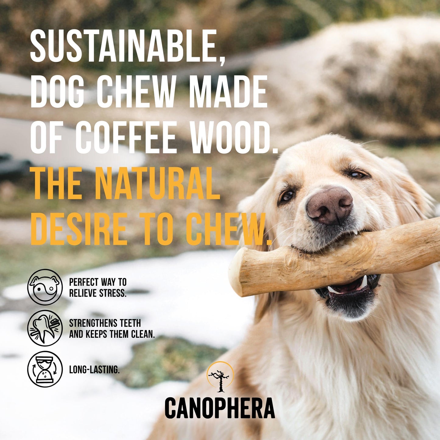 Canophera Dog CHEW Stick Made of Coffee Tree Wood Medium - 2 Pack