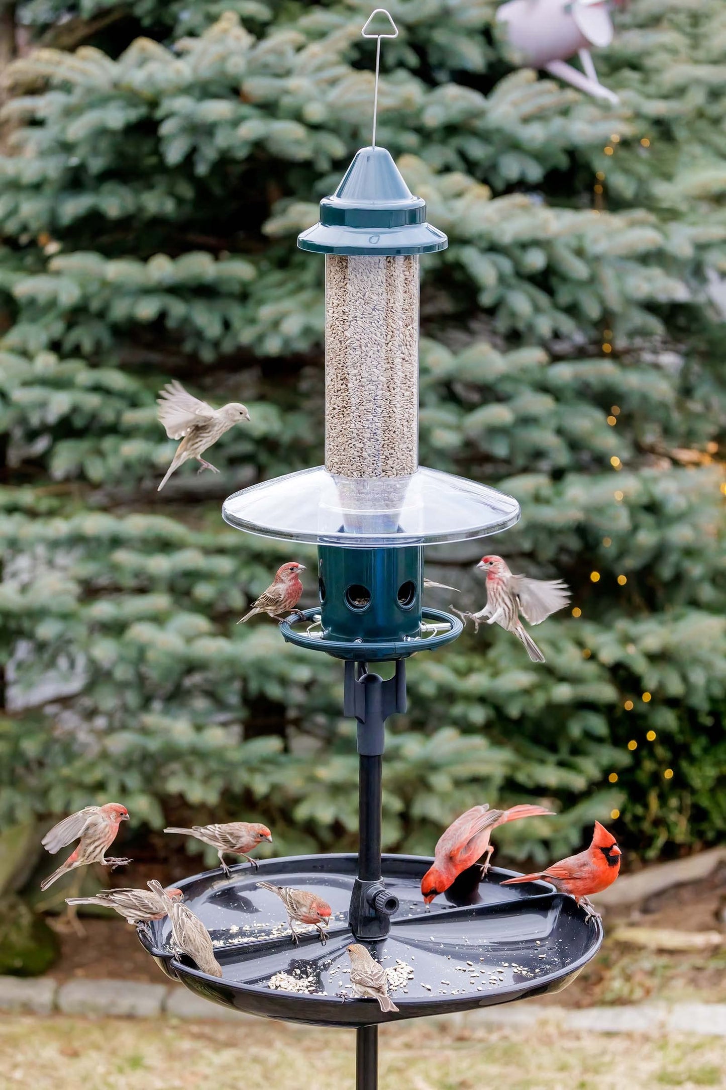 Brome 1024 Squirrel Buster Plus 6"x6"x28" Wild Bird Feeder with Cardinal Perch Ring and 6 Feeding Ports, 3qt/5.1lb Seed Capacity