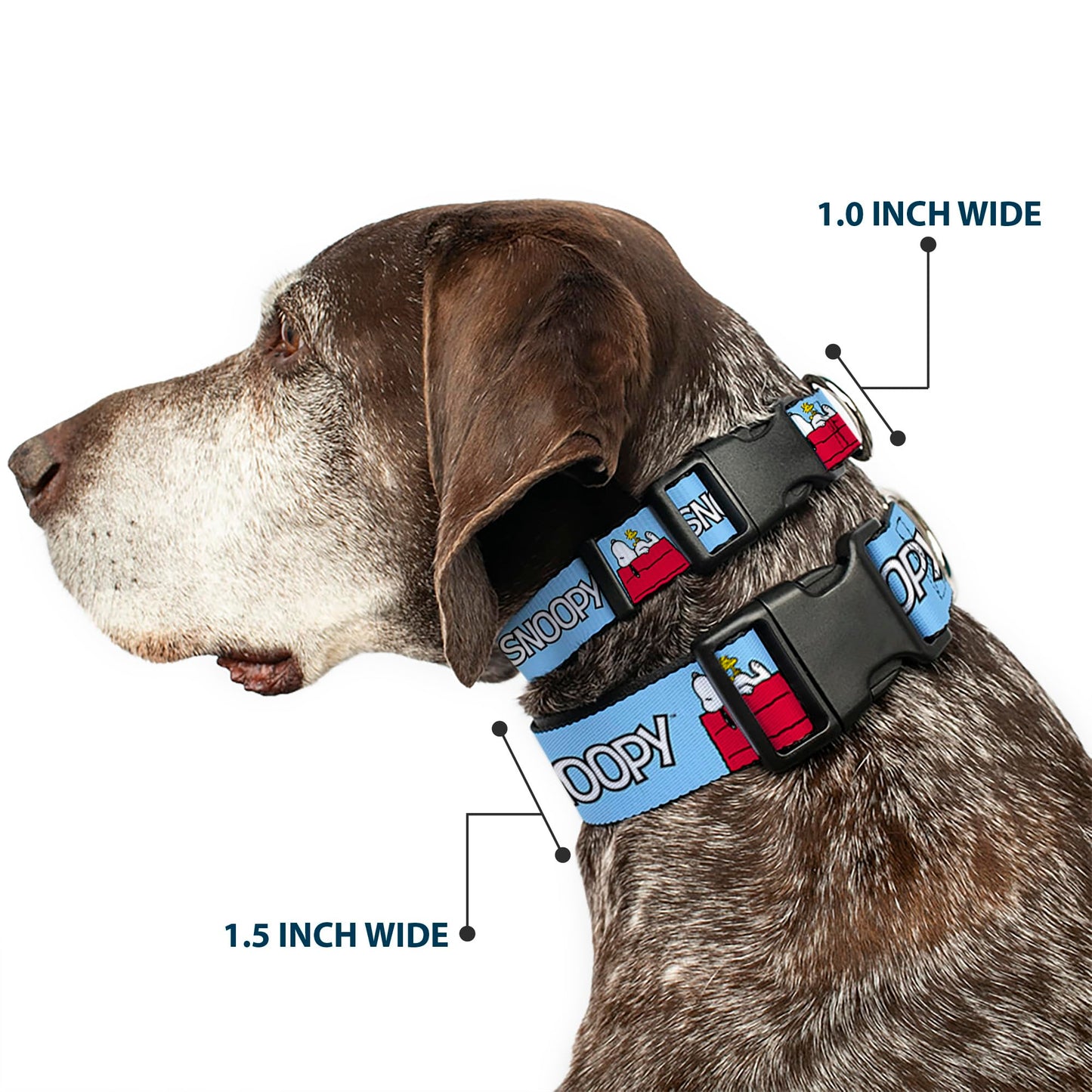 Peanuts Worldwide LLC Pet Collar, Dog Collar Plastic Buckle, Peanuts Snoopy and Woodstock Dog House Pose and Text Sky Blue, 11 to 16.5 Inches 1.0 Inch Wide