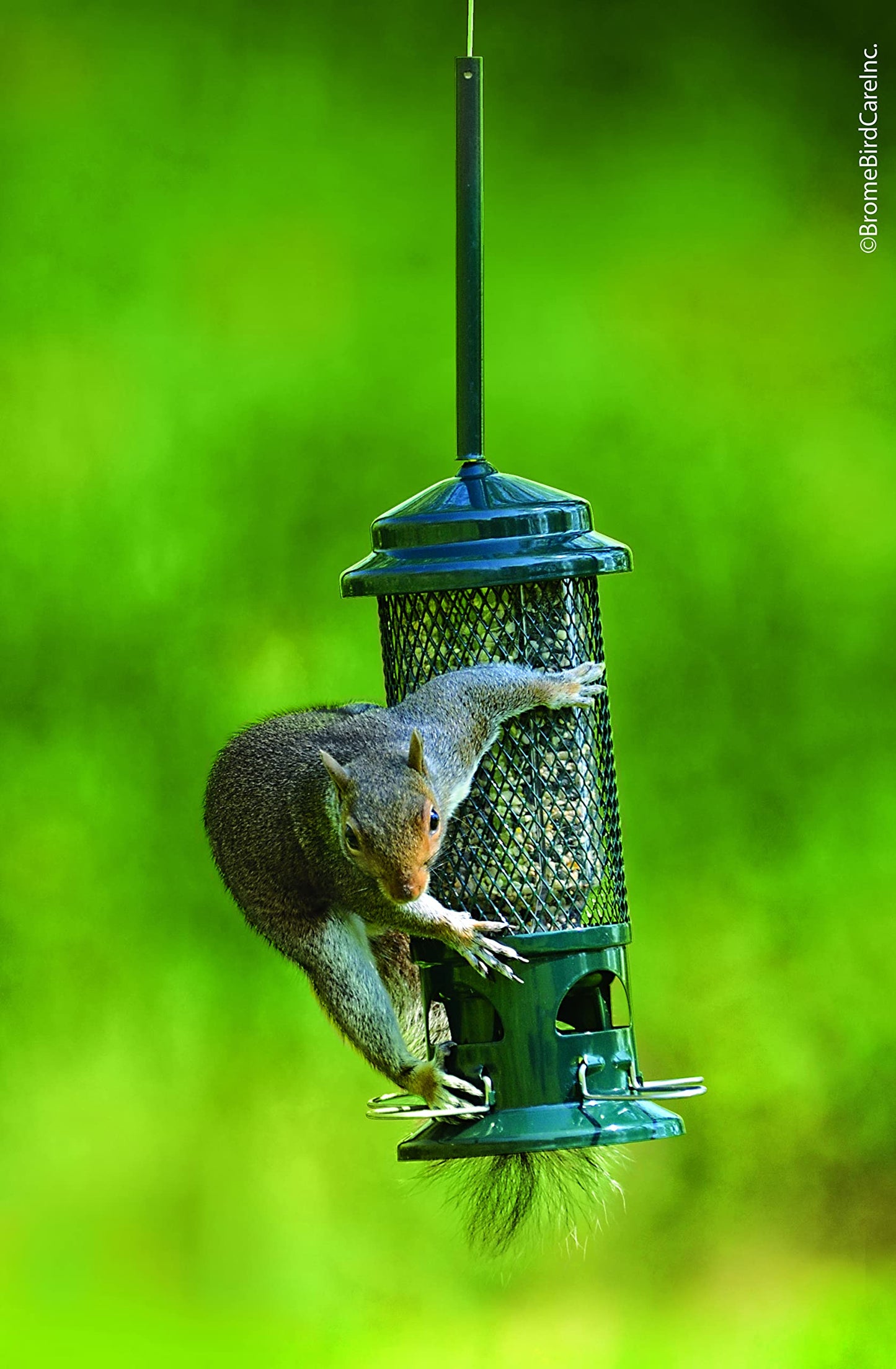Squirrel Buster Standard Squirrel-Proof Feeder for Wild Birds – 4 Metal Perches, 1.3 lb Seed Capacity, Chew-Proof, Easy to Fill & Clean, Perfect for Sunflower Seeds, Blends & Dried Mealworms, Green