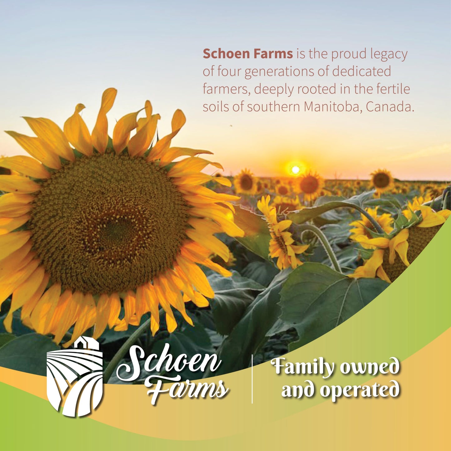 Schoen Farms Golden German Millet 10 LBS, Wild Bird Seed