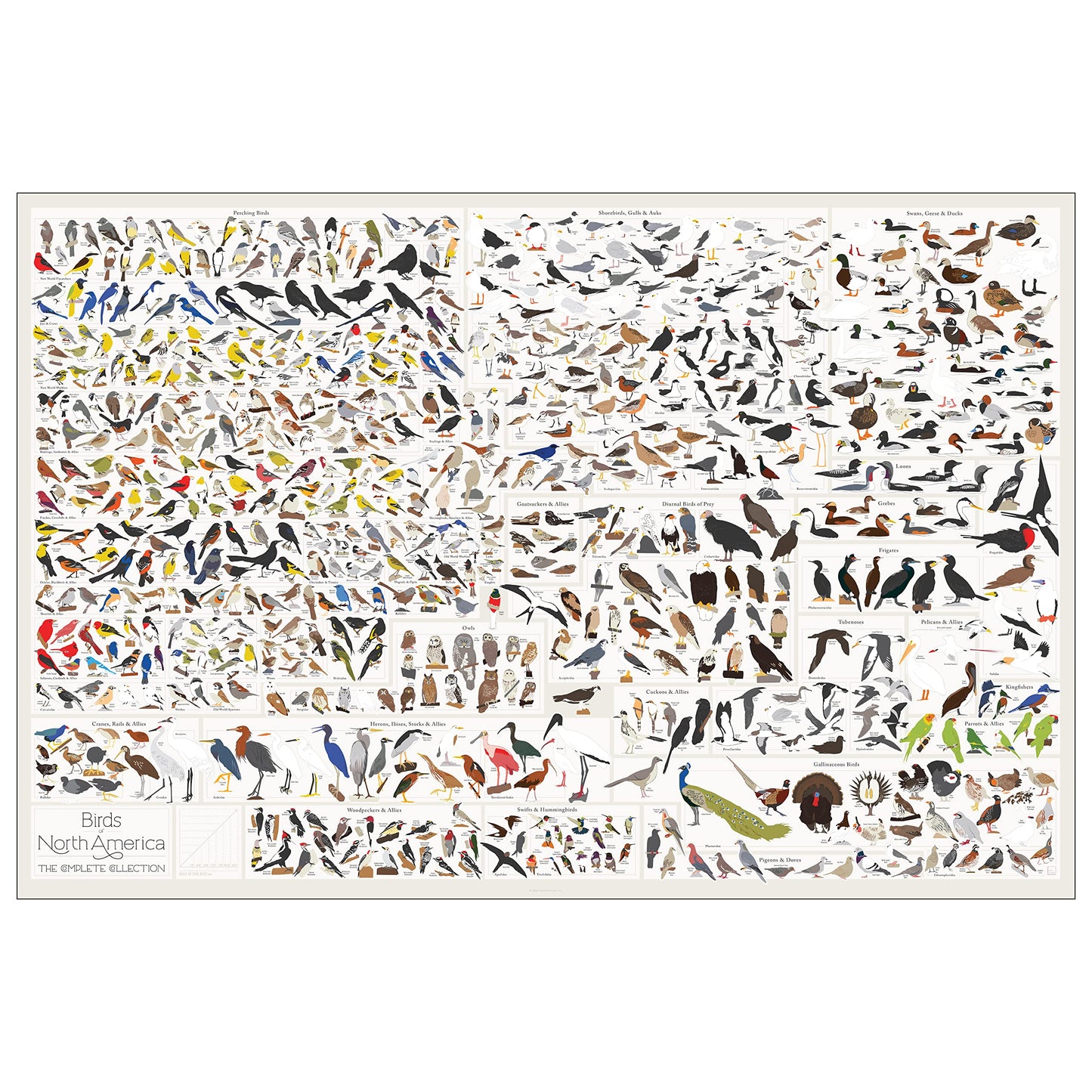 Birds of North America Poster - Pop Chart Lab, 36” x 24”