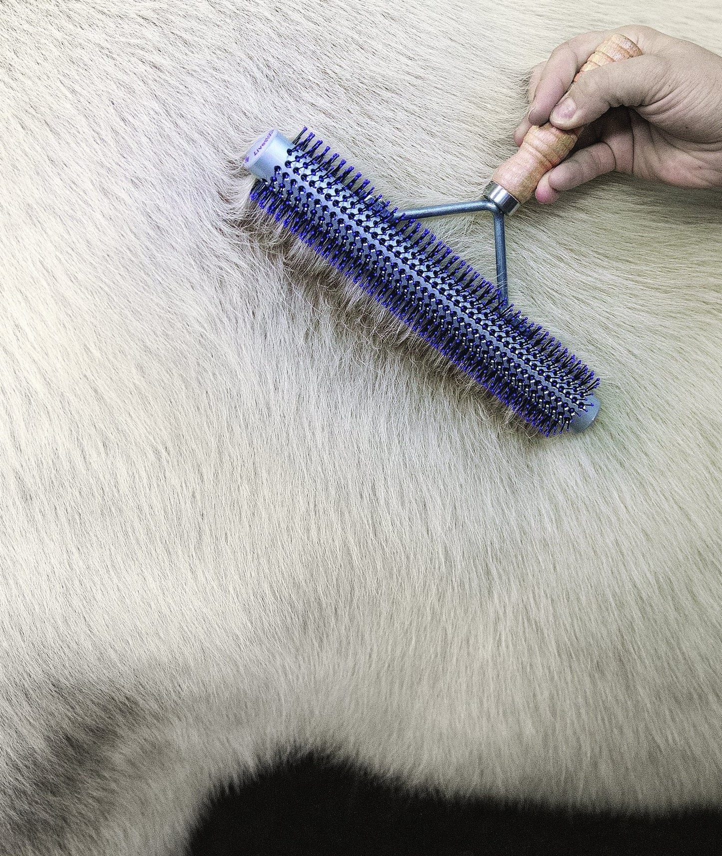 Weaver Leather Livestock Wide Range Brush,69-6013, Silver/Purple
