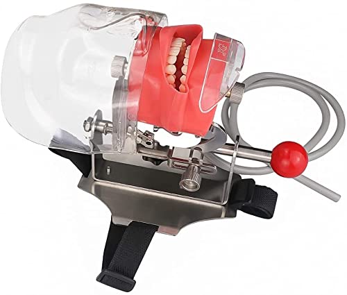 BONEW Dental Simulator Manikin Phantom Head Plastic Educational Teeth Model with Bench Mount for Education Fix on Dental Chair Type