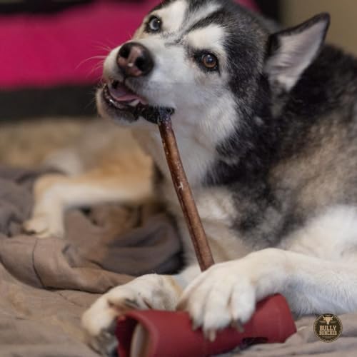 Bully Bunches Premium 12" Standard Odor-Free Bully Sticks for Medium & Large Dogs - Long-Lasting, Natural, Single-Ingredient 100% Beef Chews for Oral Health, Rawhide-Free (10-Pack) Made in CA