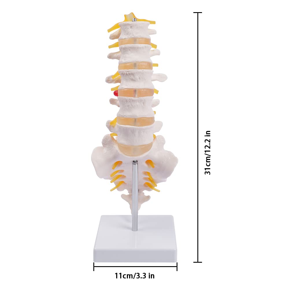 Lumbar Spine Model - Life Size Human Lumbar Vertebrae Anatomy Model with Sacrum and Spinal Nerves Medical Chiropractor Medical Student Study Teaching Demonstration