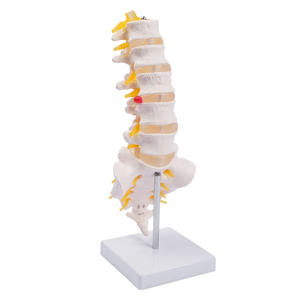 Lumbar Spine Model - Life Size Human Lumbar Vertebrae Anatomy Model with Sacrum and Spinal Nerves Medical Chiropractor Medical Student Study Teaching Demonstration