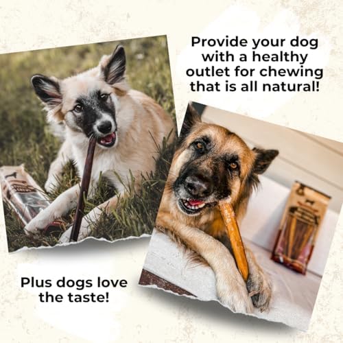 Bully Bunches Premium 12" Standard Odor-Free Bully Sticks for Medium & Large Dogs - Long-Lasting, Natural, Single-Ingredient 100% Beef Chews for Oral Health, Rawhide-Free (10-Pack) Made in CA