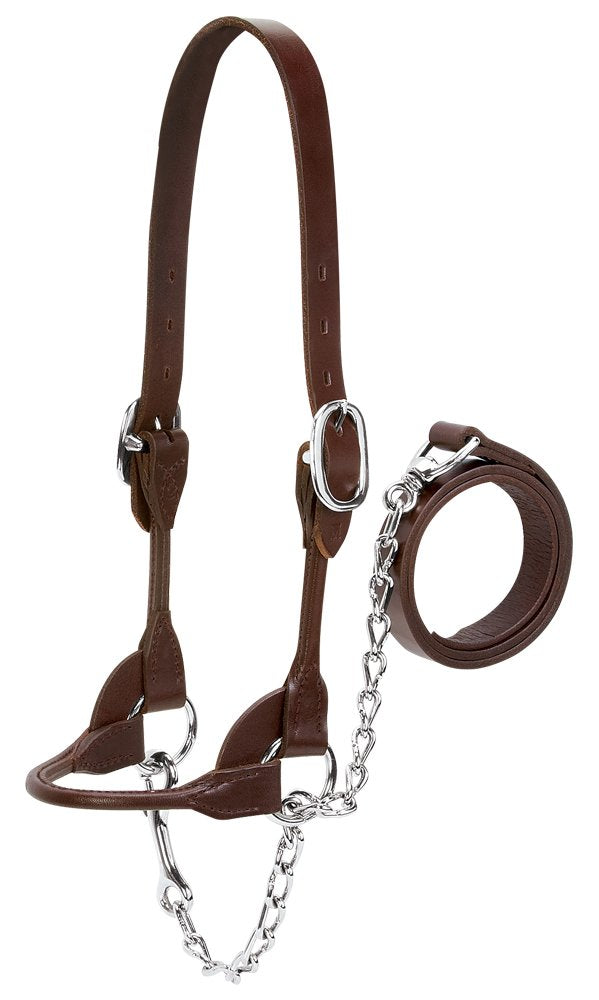 Weaver Leather Dairy/Beef Rounded Show Halter, Brown, X-Small