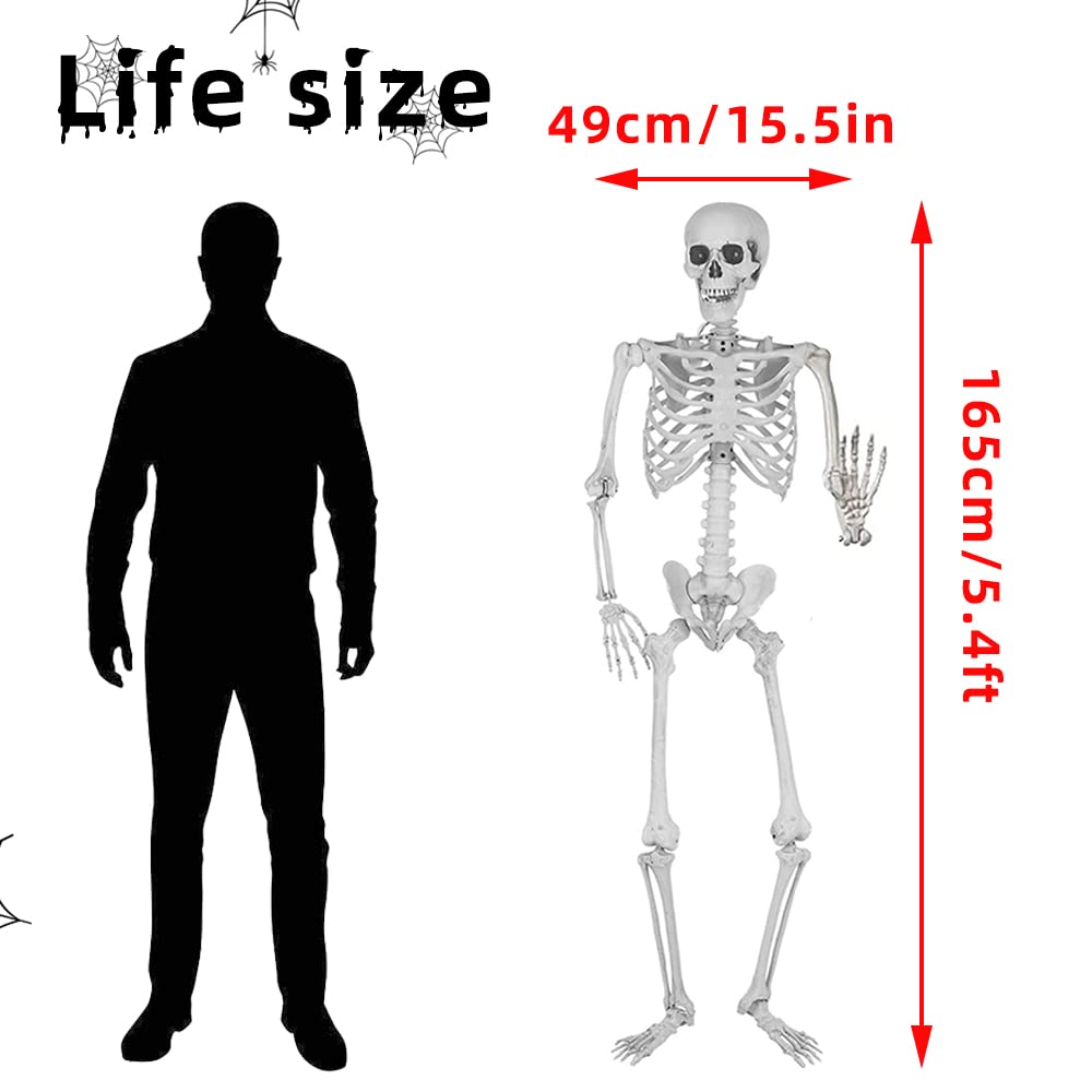 5.4Ft/165cm Halloween Life Size Skeleton Full Body with Movable Joints for Halloween Party Prop Scary Graveyard Haunted House Lawn Yard Decorations (Grey)