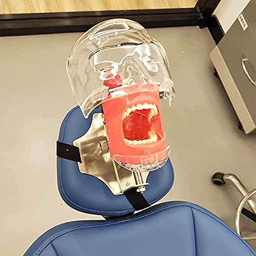 BONEW Dental Simulator Manikin Phantom Head Plastic Educational Teeth Model with Bench Mount for Education Fix on Dental Chair Type