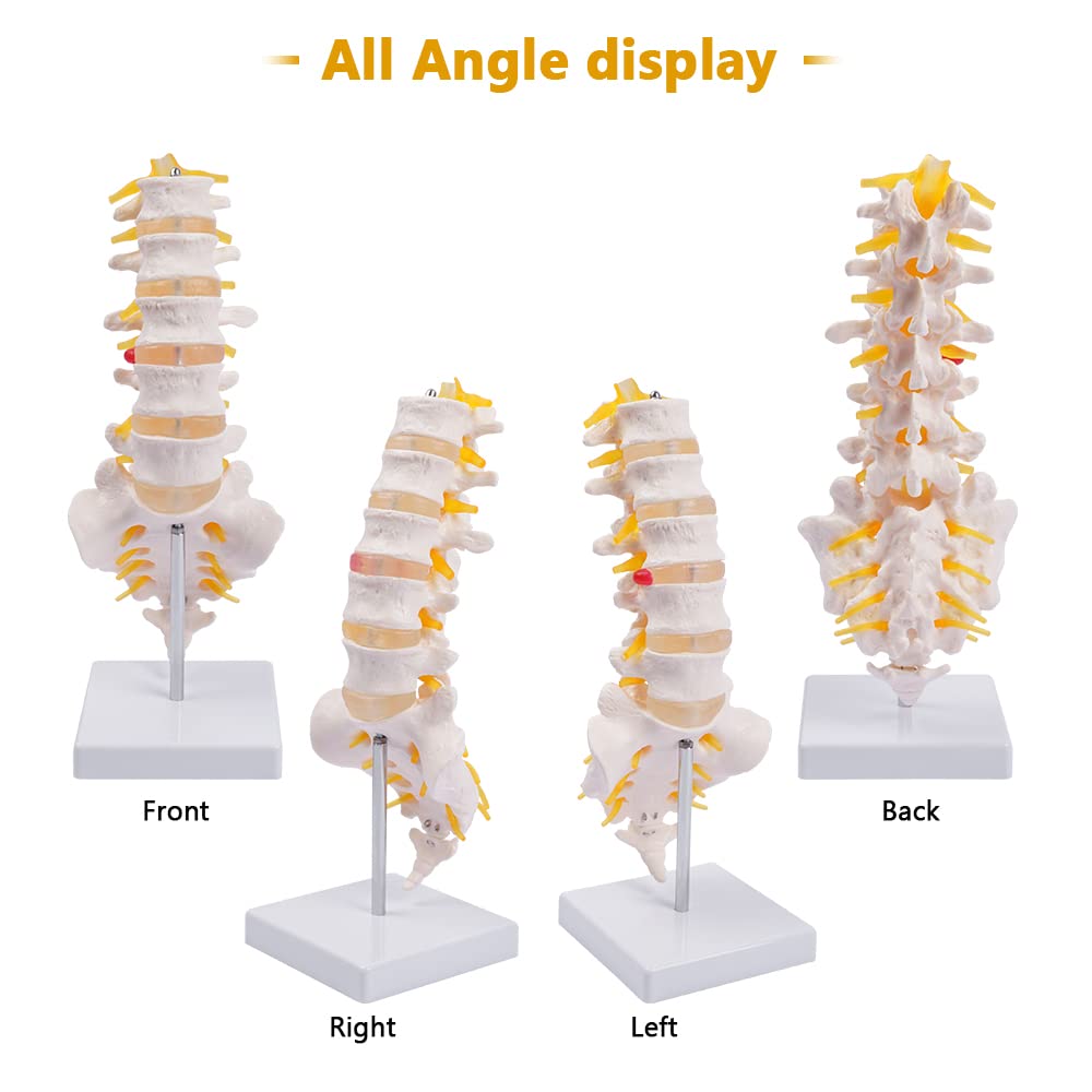Lumbar Spine Model - Life Size Human Lumbar Vertebrae Anatomy Model with Sacrum and Spinal Nerves Medical Chiropractor Medical Student Study Teaching Demonstration