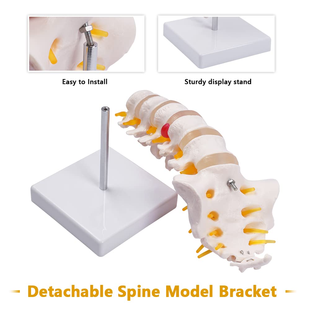 Lumbar Spine Model - Life Size Human Lumbar Vertebrae Anatomy Model with Sacrum and Spinal Nerves Medical Chiropractor Medical Student Study Teaching Demonstration