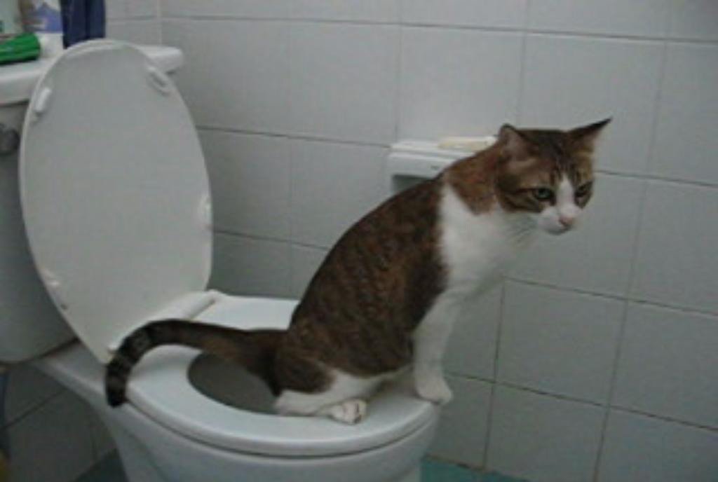 CitiKitty Cat Toilet Training Kit