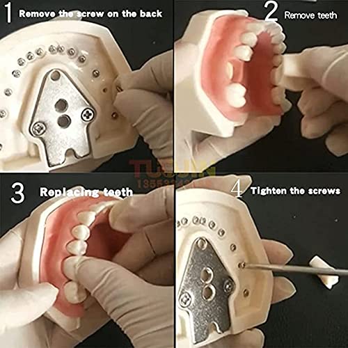 BONEW Dental Simulator Manikin Phantom Head Plastic Educational Teeth Model with Bench Mount for Education Fix on Dental Chair Type