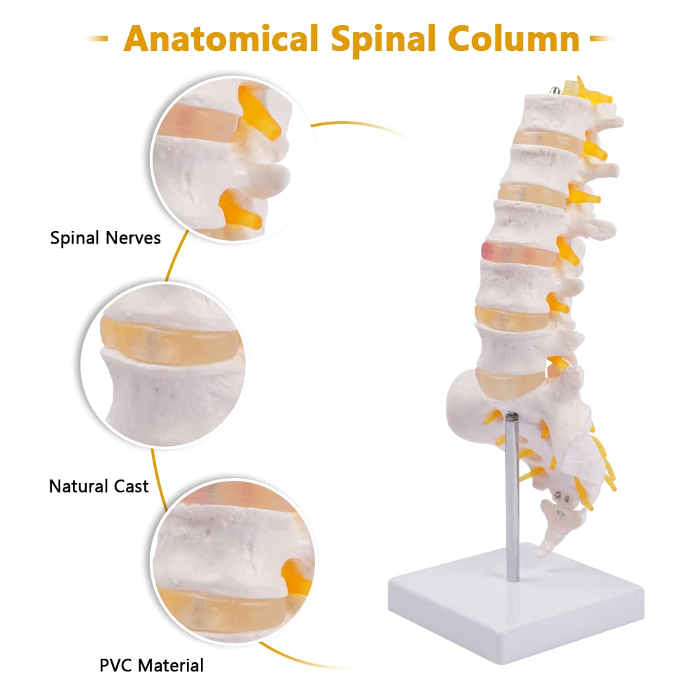 Lumbar Spine Model - Life Size Human Lumbar Vertebrae Anatomy Model with Sacrum and Spinal Nerves Medical Chiropractor Medical Student Study Teaching Demonstration