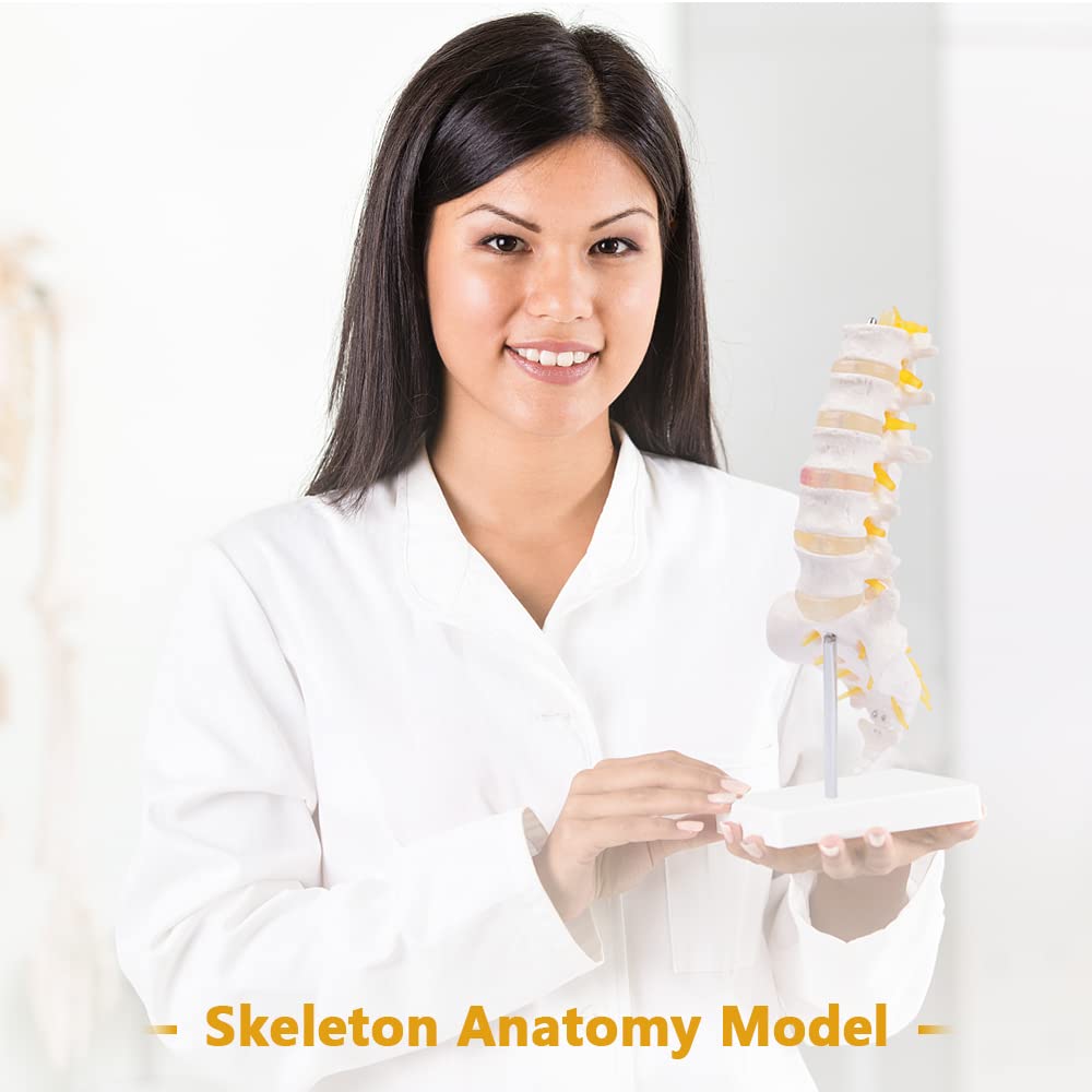 Lumbar Spine Model - Life Size Human Lumbar Vertebrae Anatomy Model with Sacrum and Spinal Nerves Medical Chiropractor Medical Student Study Teaching Demonstration