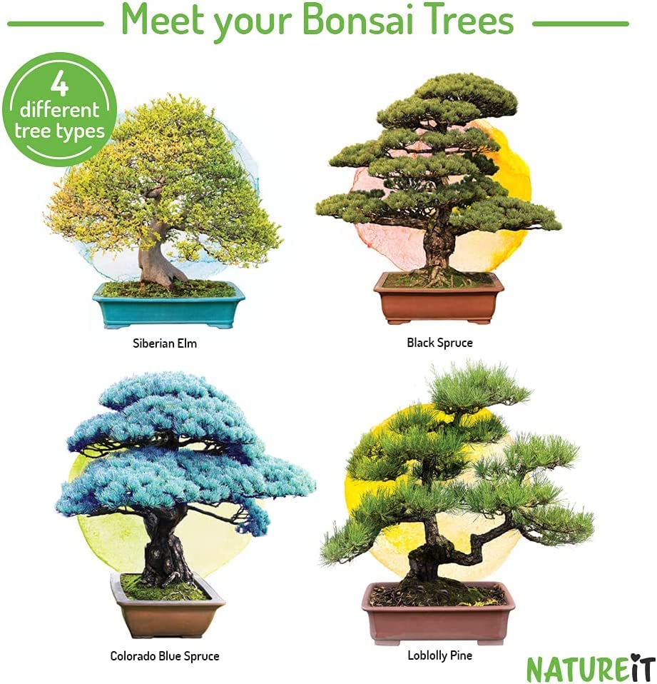 Bonsai Tree Seed Starter Kit - All You Need to Grow 4 Bonsai Trees from Seeds. All-in-One Indoor/Outdoor DIY Beginner Grow kit for Men & Women. Best Gift Idea for Mom and Dad (Starter Kit)