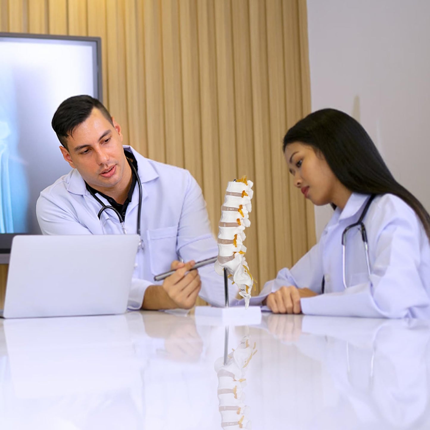 NLShan Scientific Lumbar Spine Model with 5 Vertebrae, Life Size Human Lumbar Vertebrae Anatomy Model with Sacrum, Spinal Disc, and Sturdy Base, Perfect Tool for Classrooms, Offices, Medical Teaching.