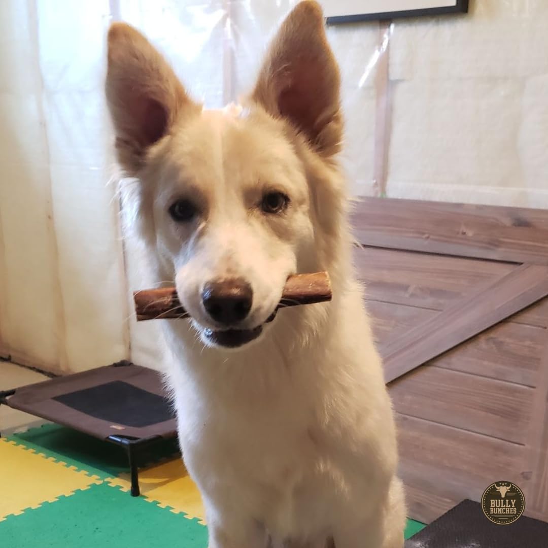 Bully Bunches Premium 6 Inch Monster Odour-Free Bully Sticks for Medium & Large Dogs - Long Lasting Chew Bones - All Natural & Single Ingredient, 100% Beef Dog Treat, Rawhide Alternative (8 Pk)