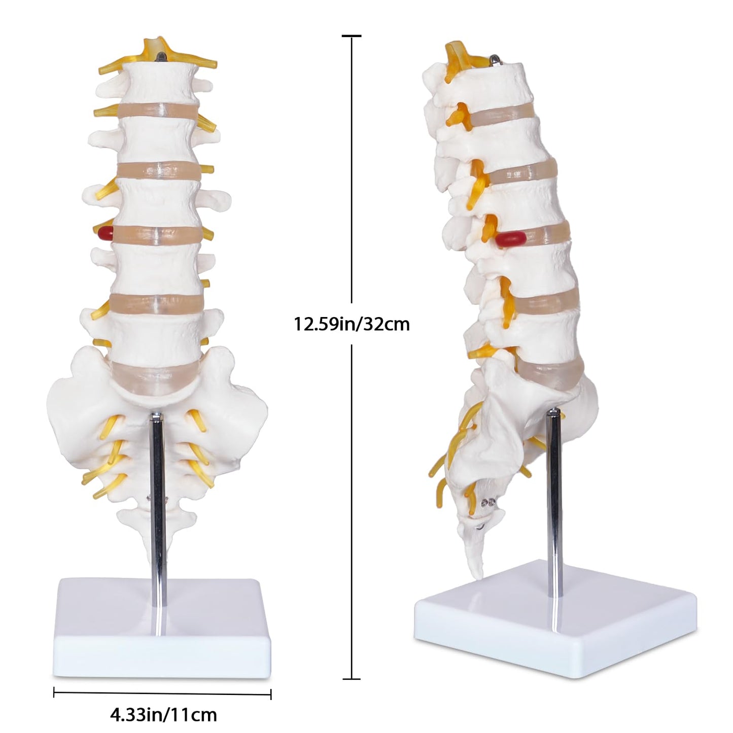 NLShan Scientific Lumbar Spine Model with 5 Vertebrae, Life Size Human Lumbar Vertebrae Anatomy Model with Sacrum, Spinal Disc, and Sturdy Base, Perfect Tool for Classrooms, Offices, Medical Teaching.