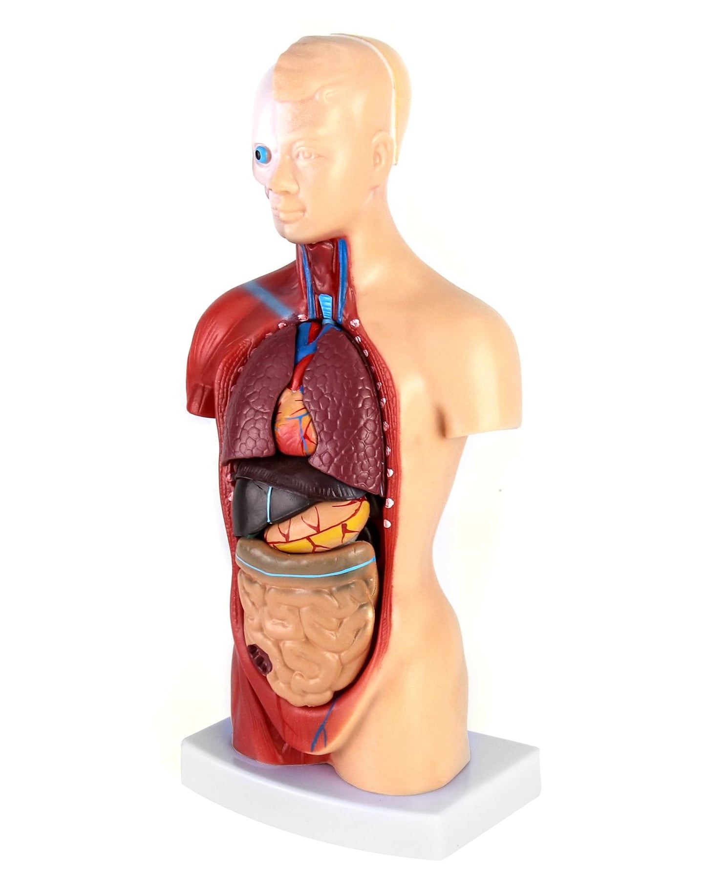 QWORK® 15-Part Painted Human Body Model, Human Torso Organ Anatomical Model for Medical Learning Researching Display, 11 Inch / 28 cm