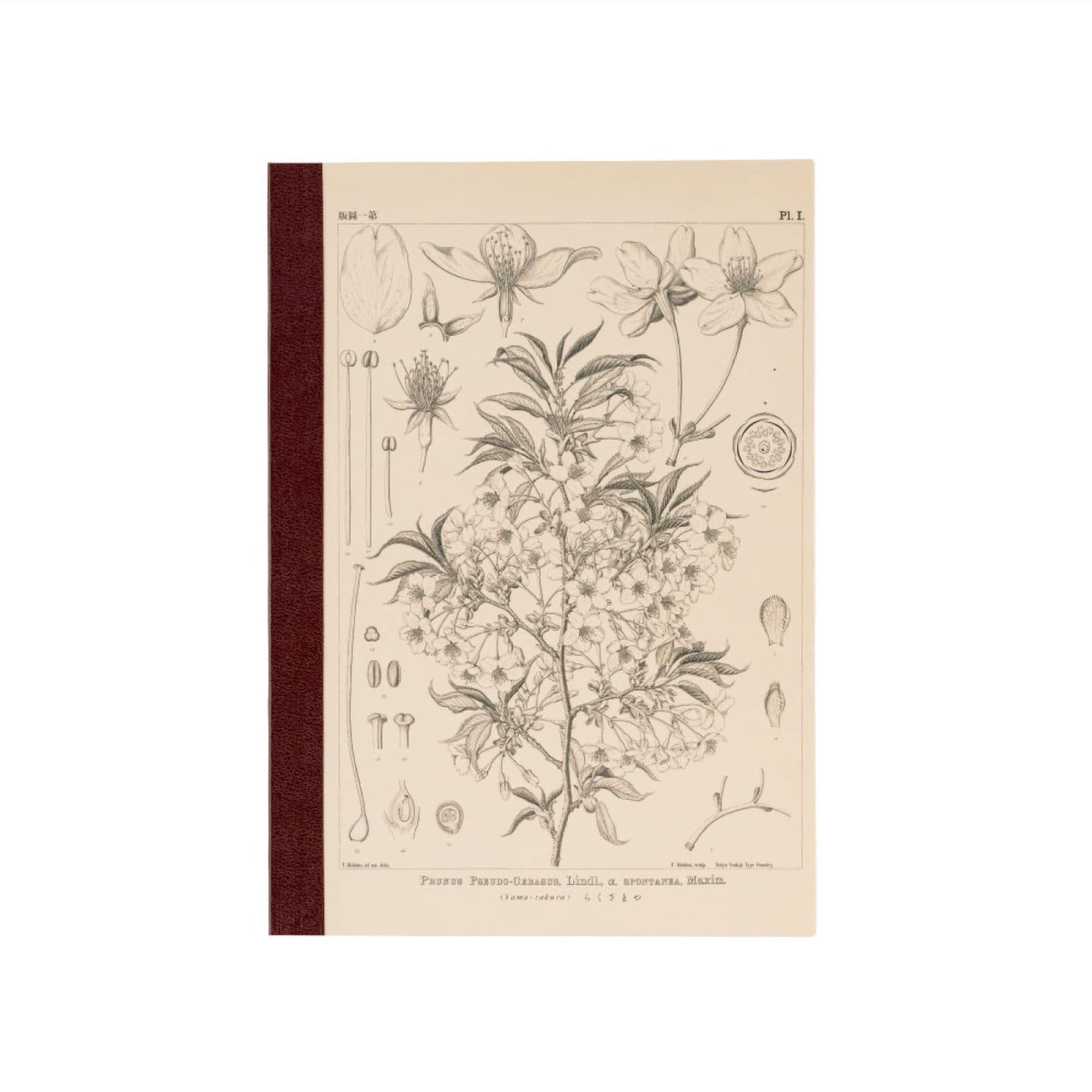 ほぼ日 Tomitaro Makino/Almost Daily Square Notebook (A5) Yamazakura 3.7 mm Square 288 Pages, 4 Color Grid, Notebook Accessory