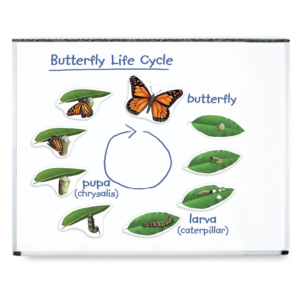 Learning Resources LER6043 Giant Magnetic Butterfly Life Cycle, Multi-colored