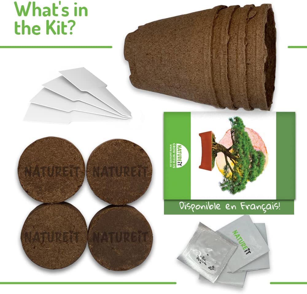 Bonsai Tree Seed Starter Kit - All You Need to Grow 4 Bonsai Trees from Seeds. All-in-One Indoor/Outdoor DIY Beginner Grow kit for Men & Women. Best Gift Idea for Mom and Dad (Starter Kit)