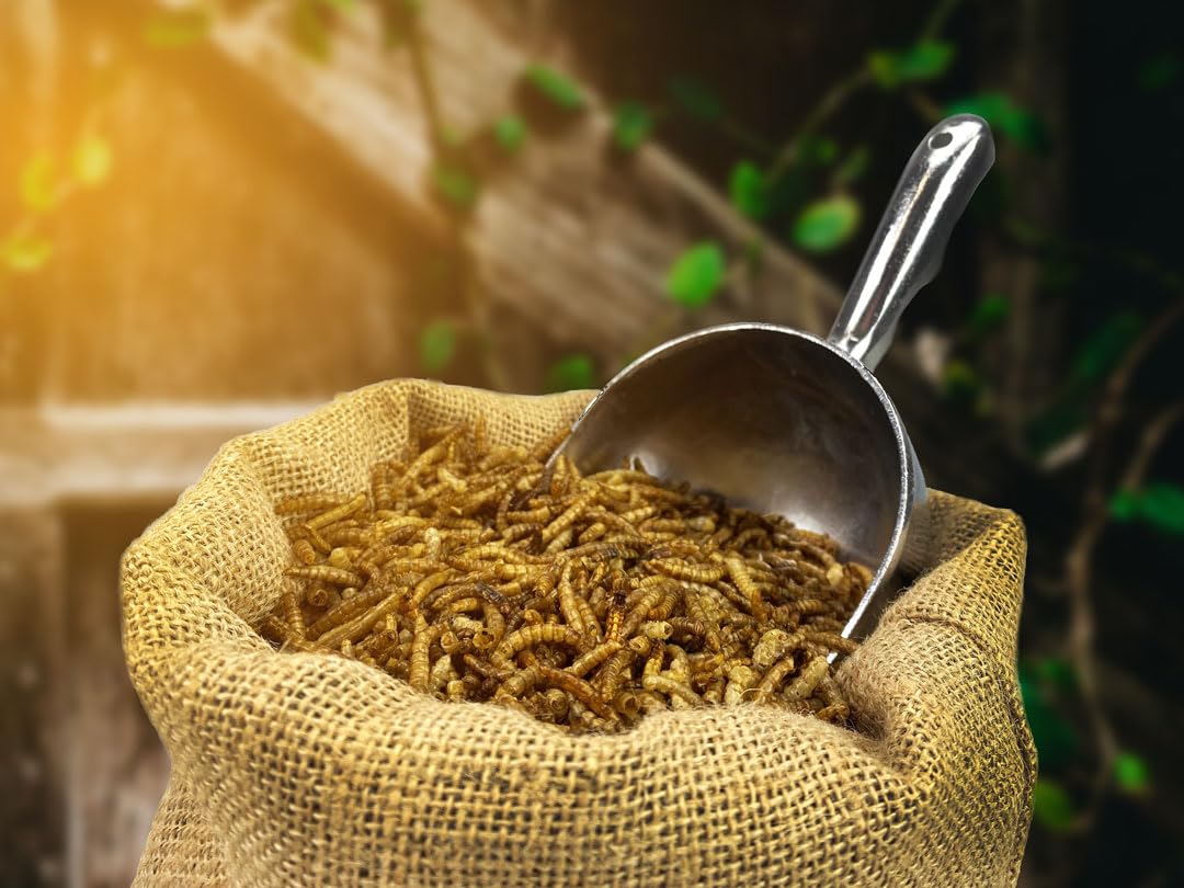 Chubby Dried Mealworms Premium Non-GMO Dried Mealworms for Chickens High Protein Chicken Feed Meal Worms for Wild Birds 3Lb