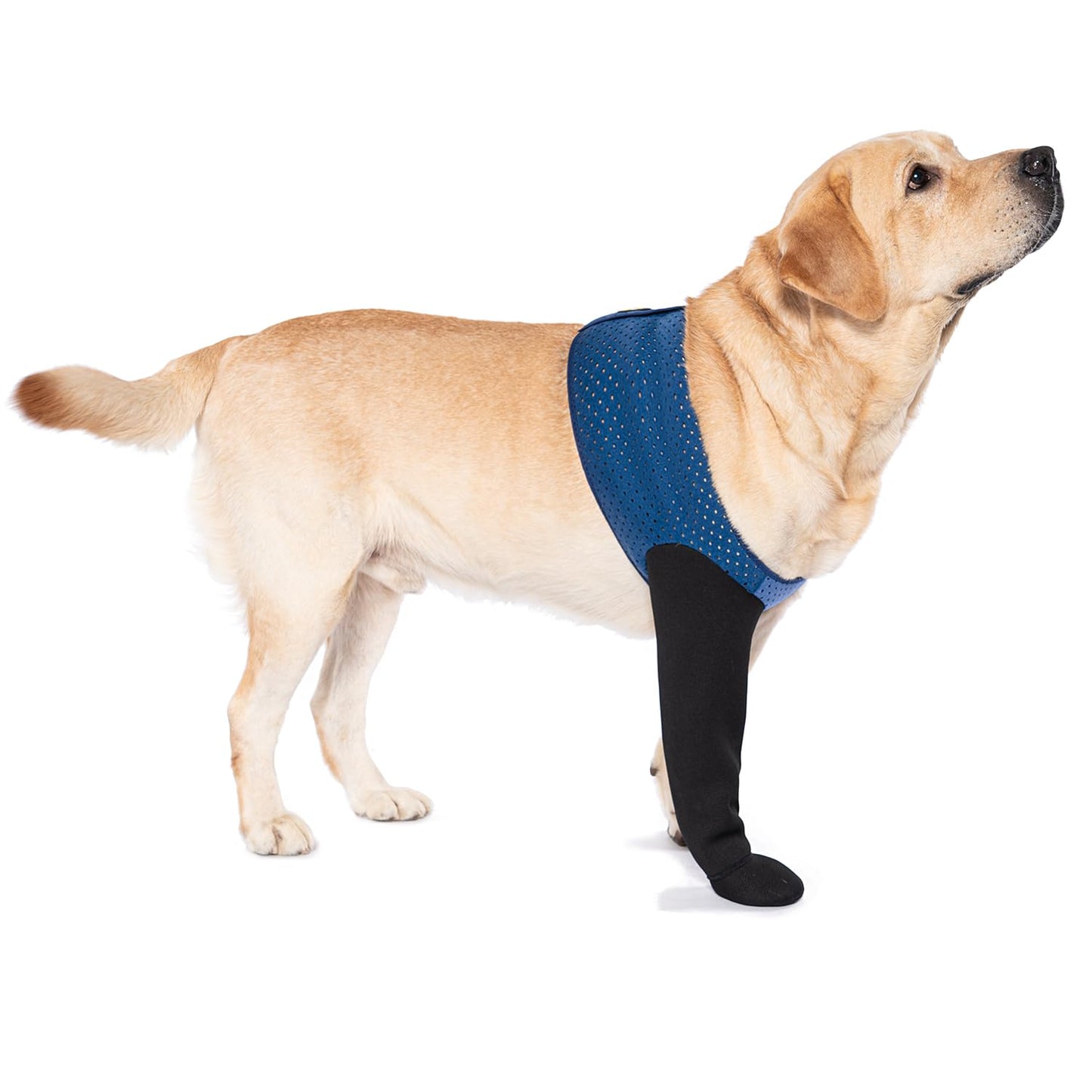 COODEO Dog Socks to Prevent Licking Paws, Healing Boots & Paw Protectors with Non-Slip Bottoms for Wound Protection, Waterproof Sleeve Shoes for Licking（Blue，L_Right