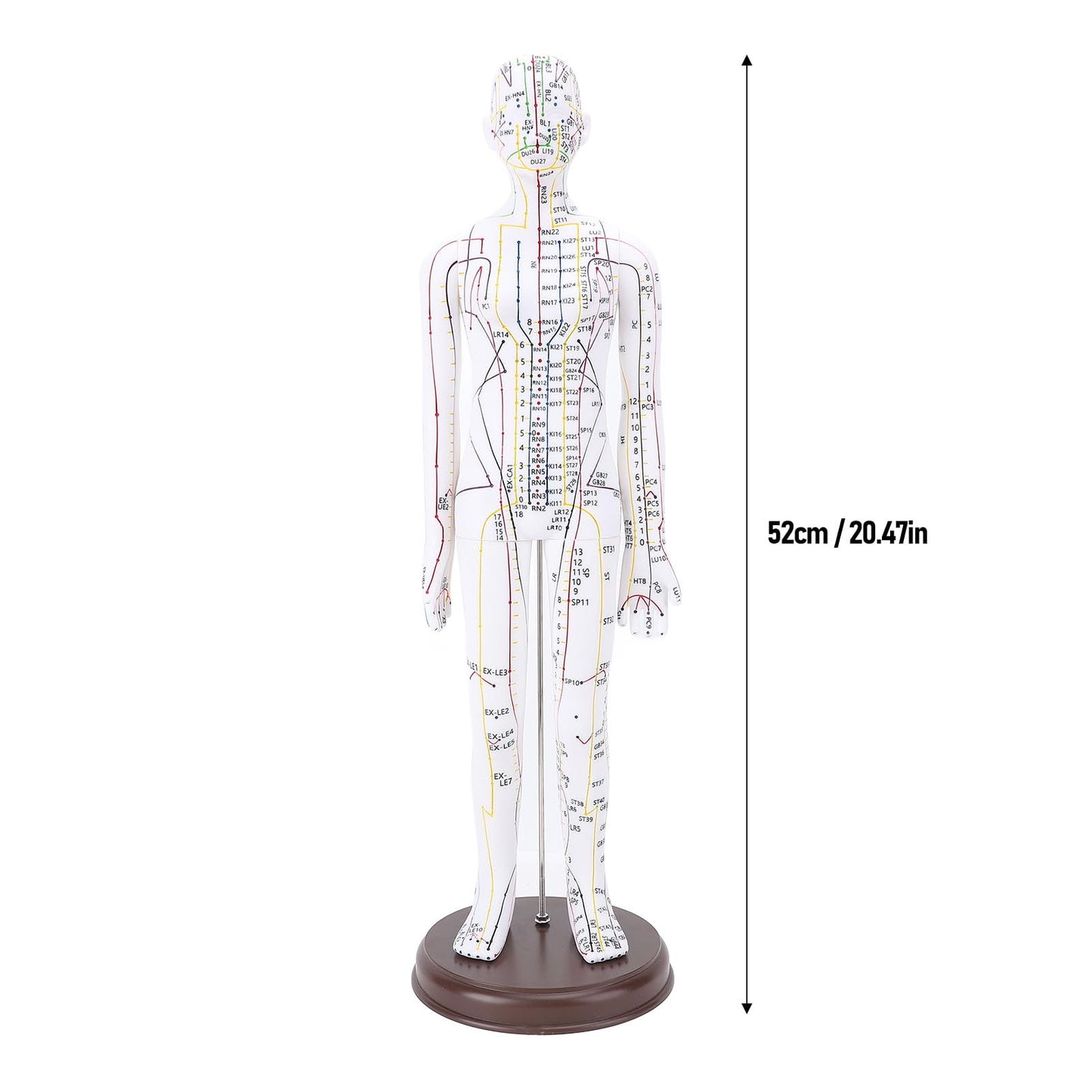 52cm Human Body Acupuncture Model, Male/Female Chinese Teaching Acupoint Mannequin Pressure Point Acupuncture Model with Base, for Student Teaching Demonstration (Female)