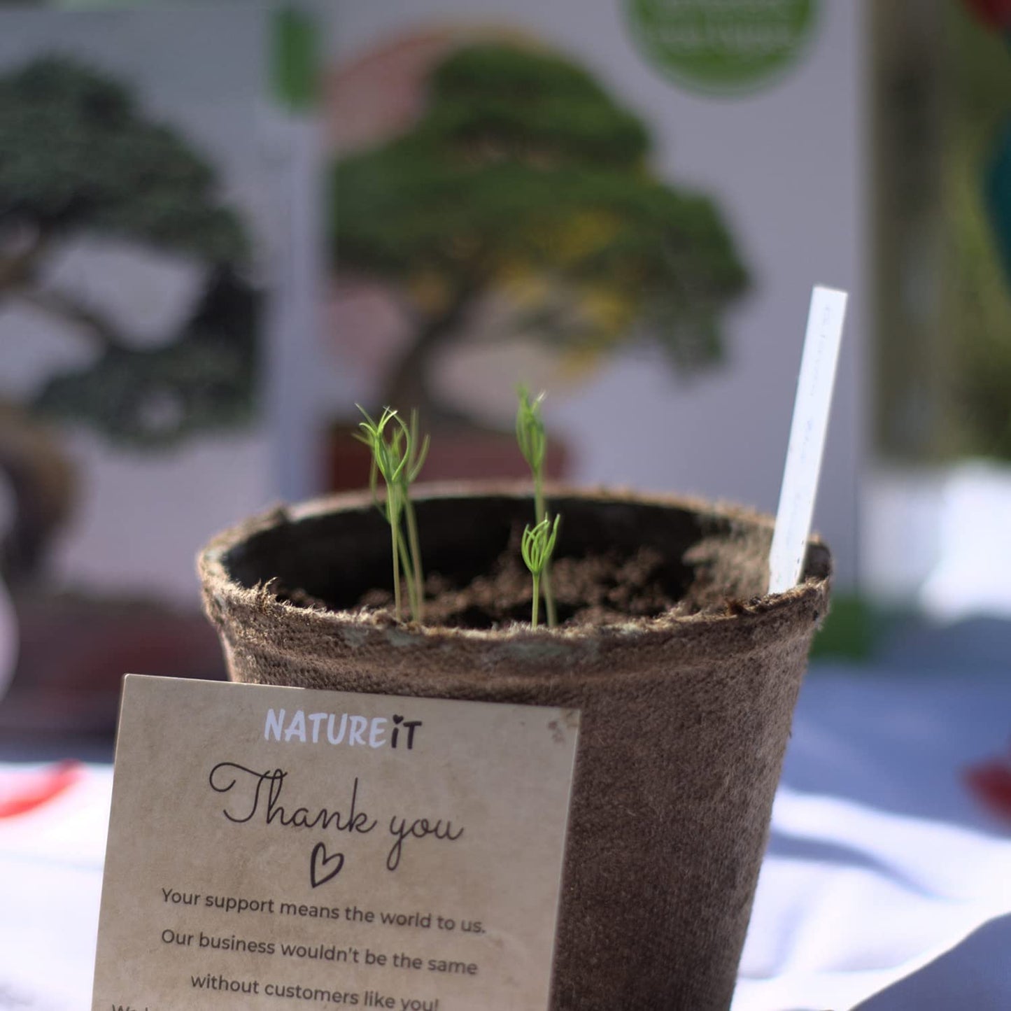 Bonsai Tree Seed Starter Kit - All You Need to Grow 4 Bonsai Trees from Seeds. All-in-One Indoor/Outdoor DIY Beginner Grow kit for Men & Women. Best Gift Idea for Mom and Dad (Starter Kit)