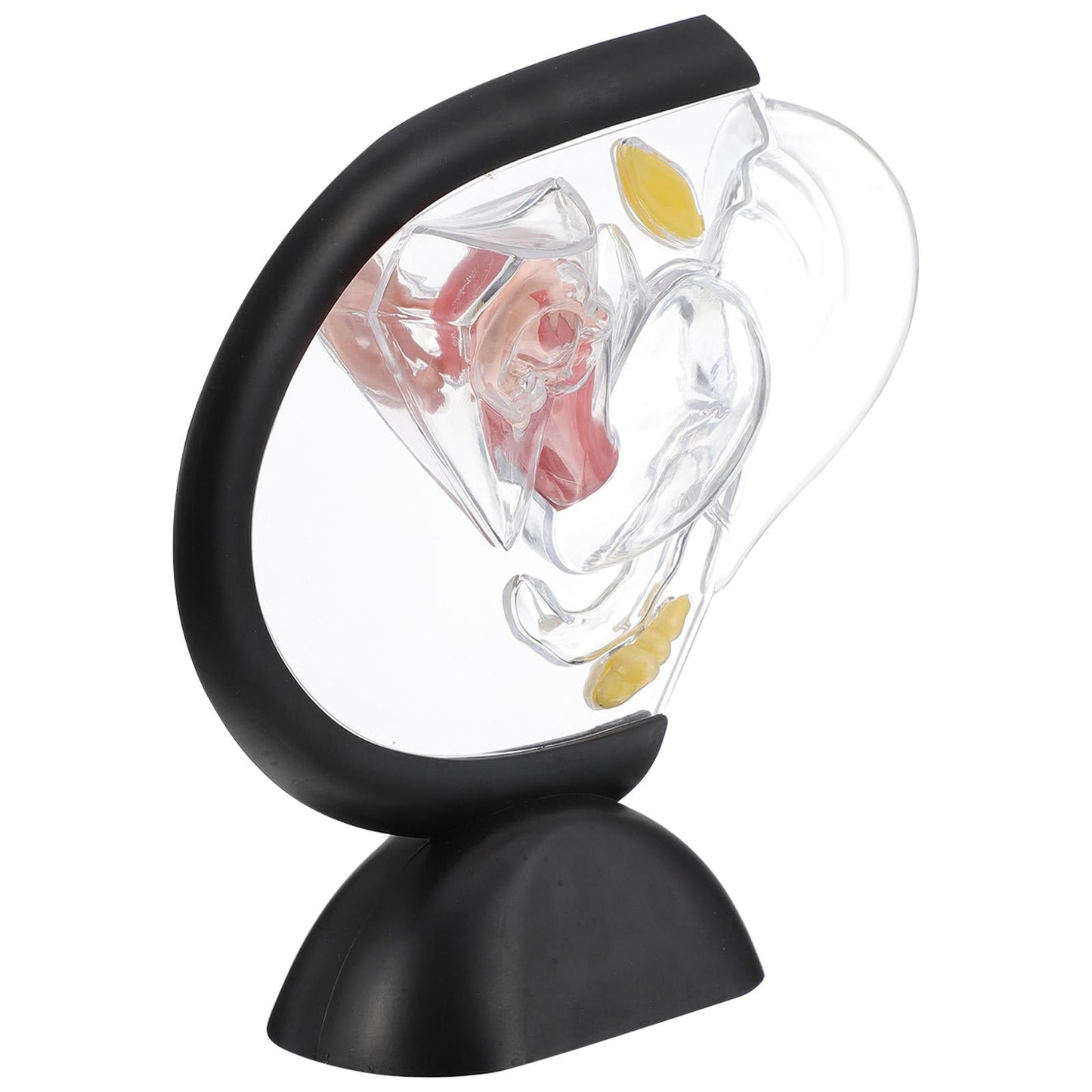 OUNONA Transparent Uterus Structure Model 8.66 X 7.87 .75 Inch Female Reproductive System Teaching Tool Human Organ Model for Education and Practice