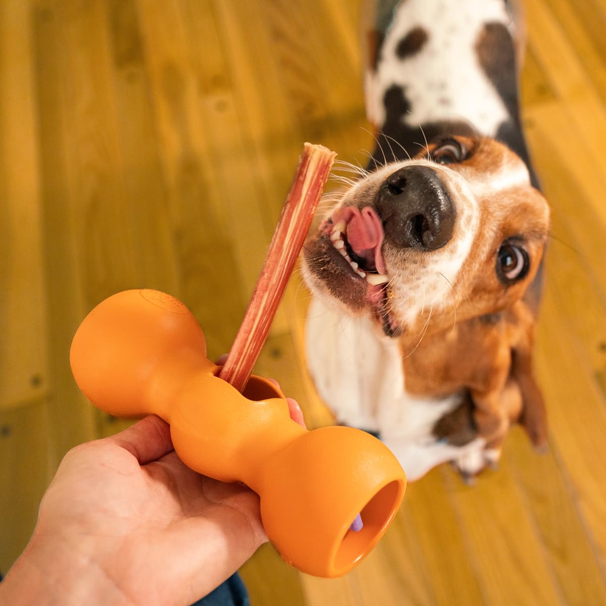Bow Wow Labs Buddy Safety Device | Newly Redesigned Bully Stick Holder for Dogs | Made in The USA | Dishwasher Safe (M)