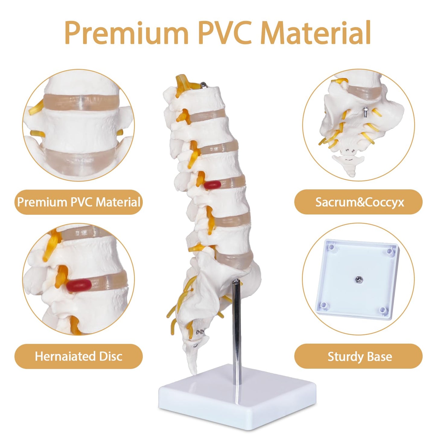 NLShan Scientific Lumbar Spine Model with 5 Vertebrae, Life Size Human Lumbar Vertebrae Anatomy Model with Sacrum, Spinal Disc, and Sturdy Base, Perfect Tool for Classrooms, Offices, Medical Teaching.