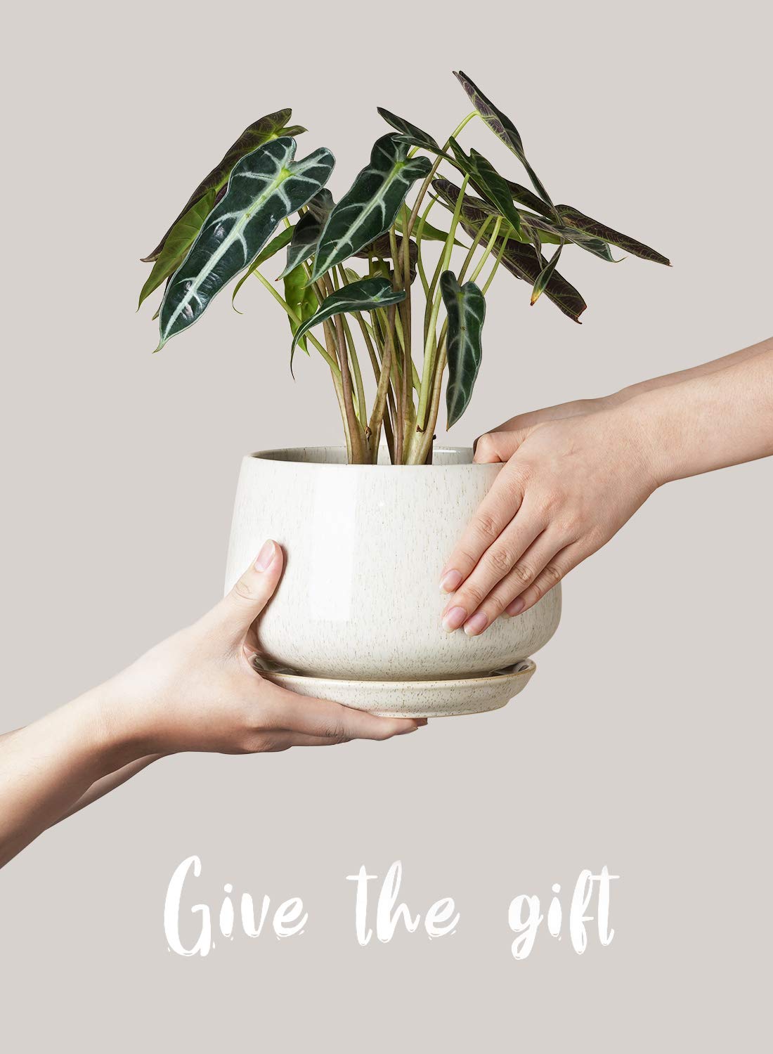 LE TAUCI Plant Pots for Indoor Plants, Set of 3, 4+5+6.5 Inch Ceramic Plant Pots with Drainage Hole & Saucer, Indoor Flower Pot with Mesh Pad, Pot Plante Interieur, Reactive Glaze Beige