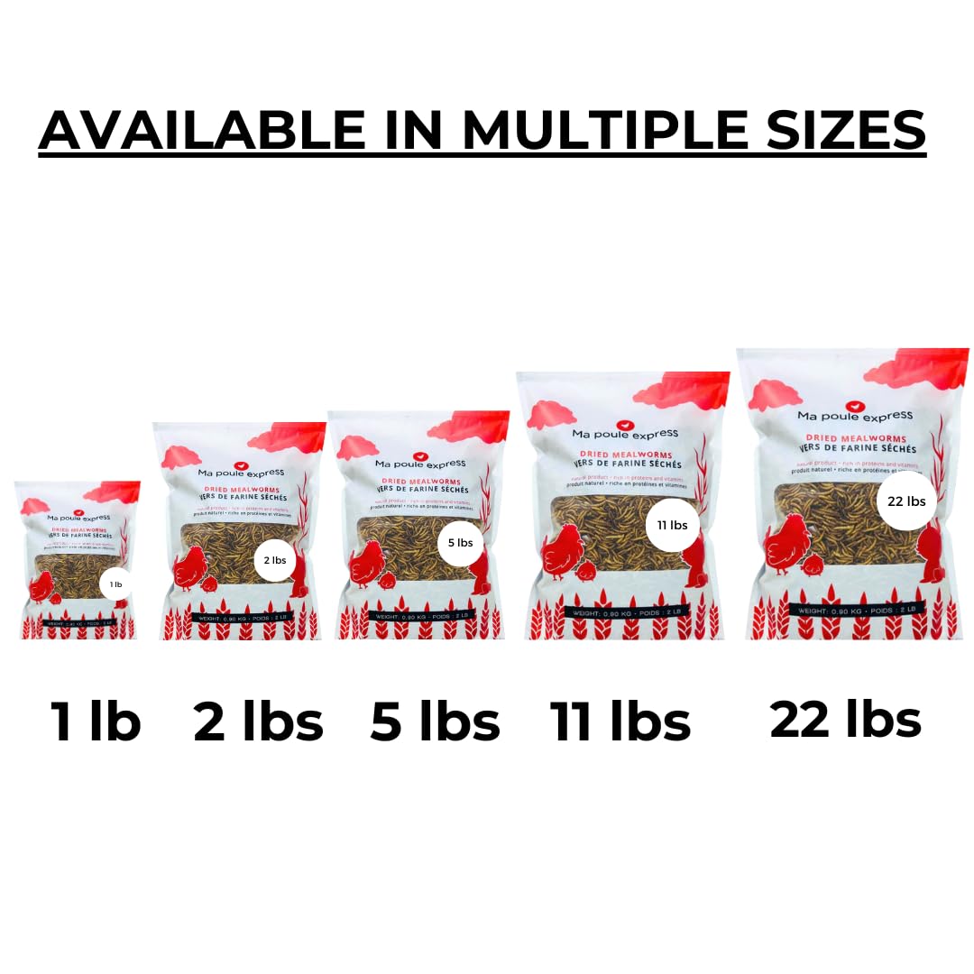 Ma Poule Express 2 lbs (0.9 kg) Dried Mealworms for Wild Birds, Mealworms for Chickens, Ducks | Approx. 32,000 Mealworms | High Protein Treat | All-Natural Chicken Feed Supplement