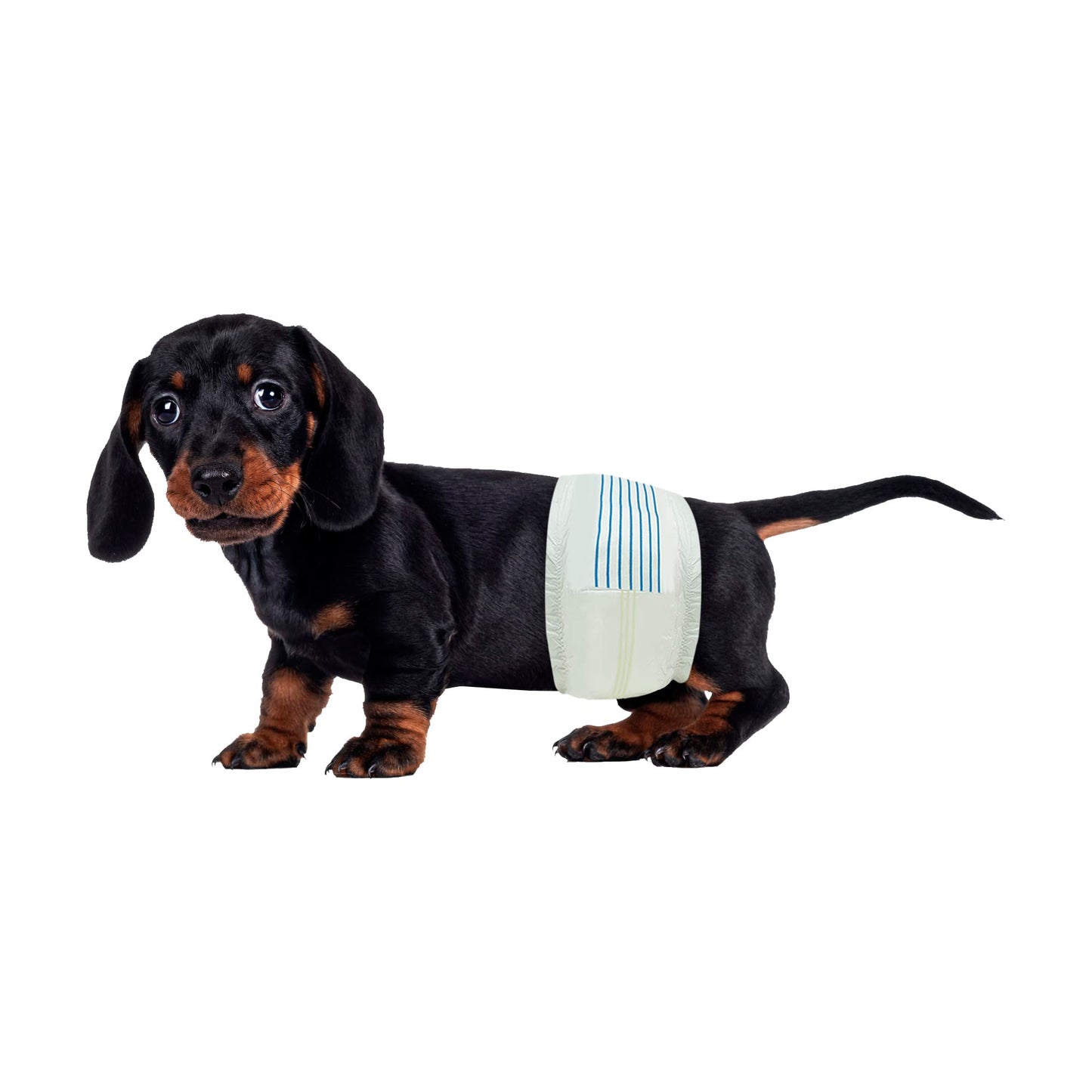 BV Dog Diapers Male Small (Waist 12-19 in) Super Absorbent - 50 Count Disposable - Doggie Diapers with Wetness Indicator - Adjustable Male Dog Wraps - Ideal for Incontinence/Training