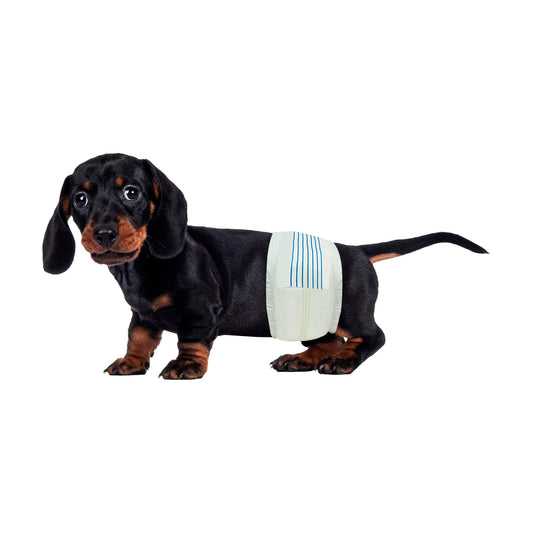 BV Dog Diapers Male Small (Waist 12-19 in) Super Absorbent - 50 Count Disposable - Doggie Diapers with Wetness Indicator - Adjustable Male Dog Wraps - Ideal for Incontinence/Training