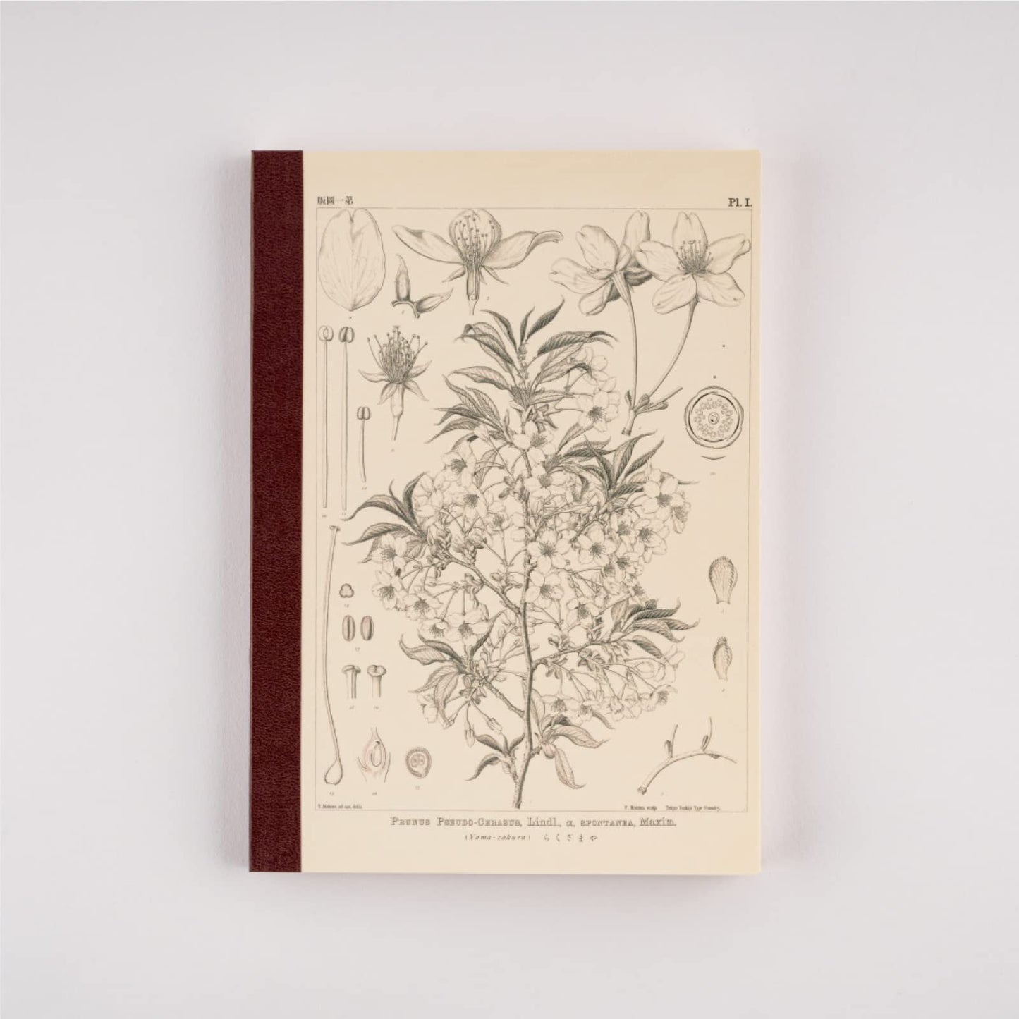 ほぼ日 Tomitaro Makino/Almost Daily Square Notebook (A5) Yamazakura 3.7 mm Square 288 Pages, 4 Color Grid, Notebook Accessory